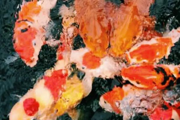 锦鲤为什么会患上水霉病,可能是皮肤受损、水温过低、病菌侵入鱼缸等原因所导致