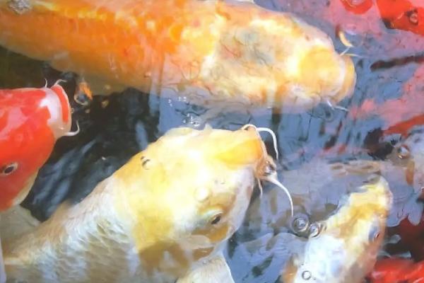 锦鲤为什么会患上水霉病,可能是皮肤受损、水温过低、病菌侵入鱼缸等原因所导致