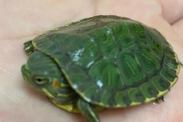 巴西龟会不会游泳,具有游泳能力、但不能一直在水中生活