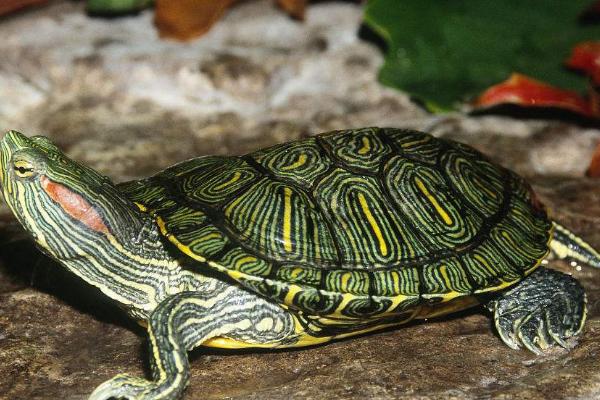 巴西龟会不会游泳,具有游泳能力、但不能一直在水中生活