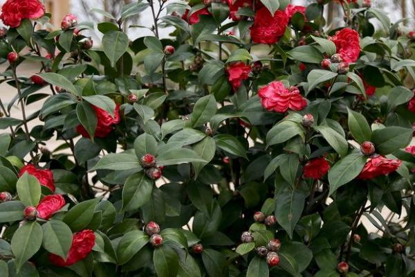 茶花不开花的原因,气温骤降或浇肥过勤都会导致