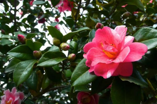 茶花不开花的原因,气温骤降或浇肥过勤都会导致