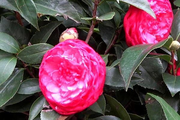 茶花不开花的原因,气温骤降或浇肥过勤都会导致