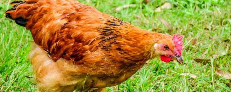 鸡多大会长出鸡冠