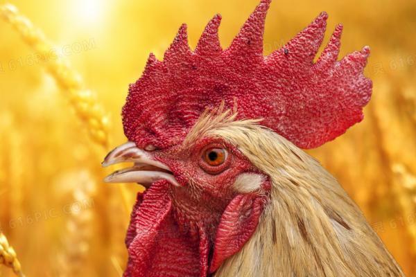 鸡多大会长出鸡冠,刚出生就长有不明显的鸡冠