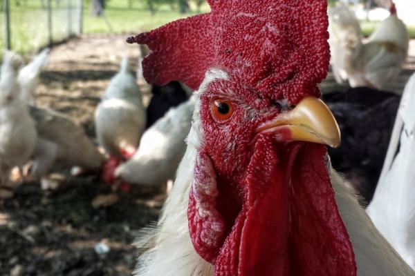 鸡多大会长出鸡冠,刚出生就长有不明显的鸡冠
