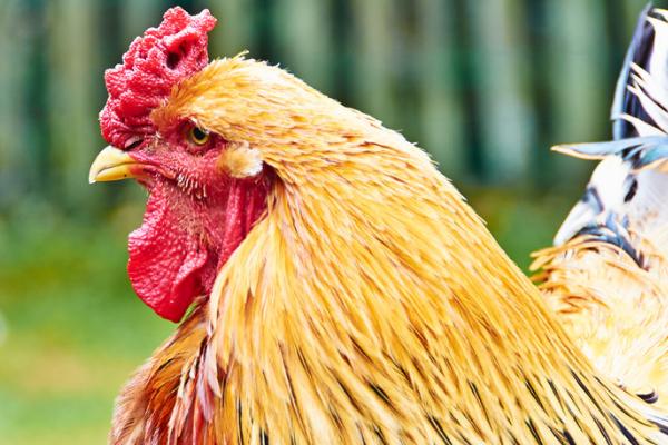 鸡多大会长出鸡冠,刚出生就长有不明显的鸡冠