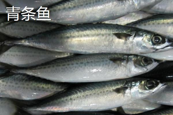 青占鱼的刺多不多，属于少刺鱼类