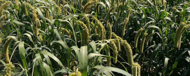 黑小米的种植方法