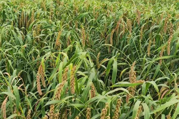 黑小米的种植方法,发现缺苗断垄要及时补种