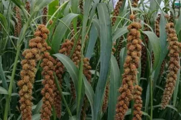 黑小米的种植方法,发现缺苗断垄要及时补种