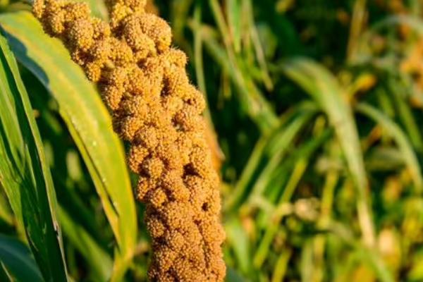 黑小米的种植方法,发现缺苗断垄要及时补种