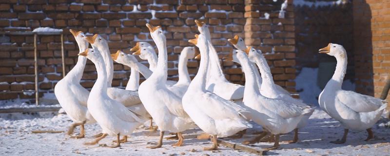 鹅是不是蛇类的天敌