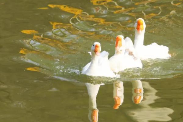 鹅是不是蛇类的天敌,不是天敌关系但蛇类比较怕鹅