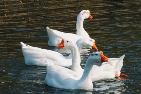 鹅是不是蛇类的天敌,不是天敌关系但蛇类比较怕鹅