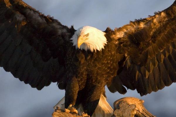 鹅是不是蛇类的天敌,不是天敌关系但蛇类比较怕鹅