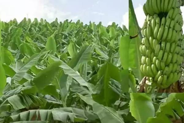 香蕉不同生长时期怎么进行水肥管理,苗期薄肥勤施、孕蕾期要让土壤保持湿润
