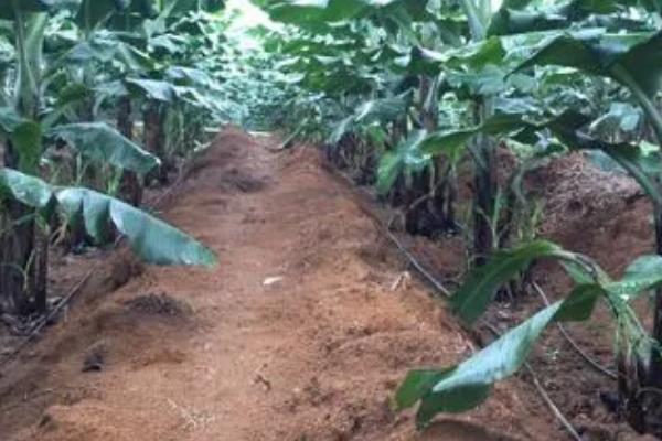 香蕉不同生长时期怎么进行水肥管理,苗期薄肥勤施、孕蕾期要让土壤保持湿润