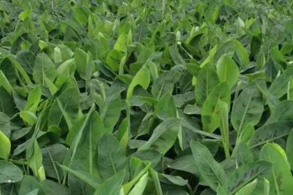 香蕉不同生长时期怎么进行水肥管理,苗期薄肥勤施、孕蕾期要让土壤保持湿润