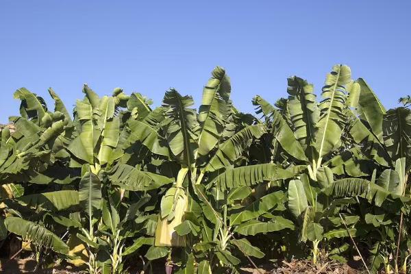 香蕉不同生长时期怎么进行水肥管理,苗期薄肥勤施、孕蕾期要让土壤保持湿润