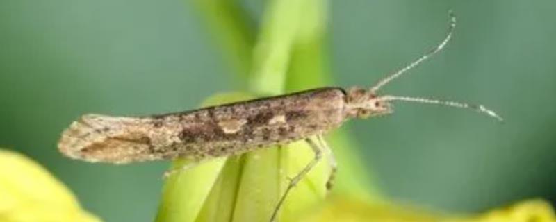 小菜蛾是不是菜青虫