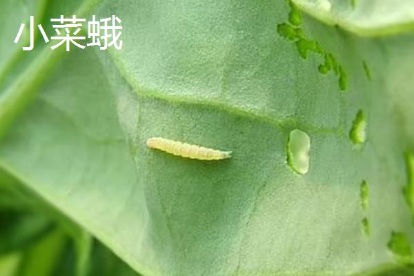 小菜蛾是不是菜青虫,并不是同一种害虫、二者有很大区别