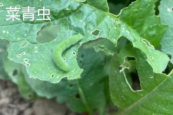 小菜蛾是不是菜青虫,并不是同一种害虫、二者有很大区别