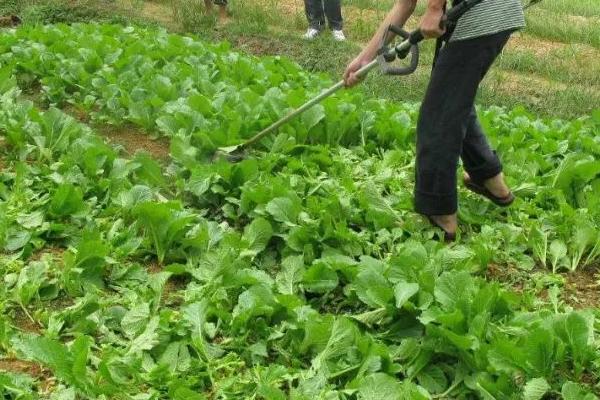小菜蛾是不是菜青虫,并不是同一种害虫、二者有很大区别