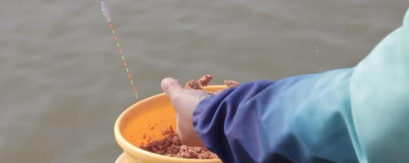 野钓黄尾鱼打窝方法