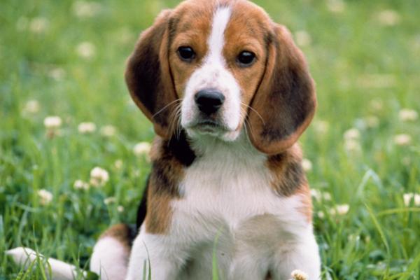 狗拉血的原因,泌尿系统受到感染时会尿血