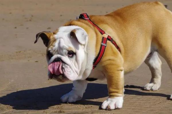 狗拉血的原因,泌尿系统受到感染时会尿血