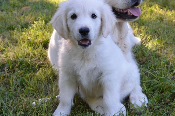 狗拉血的原因,泌尿系统受到感染时会尿血