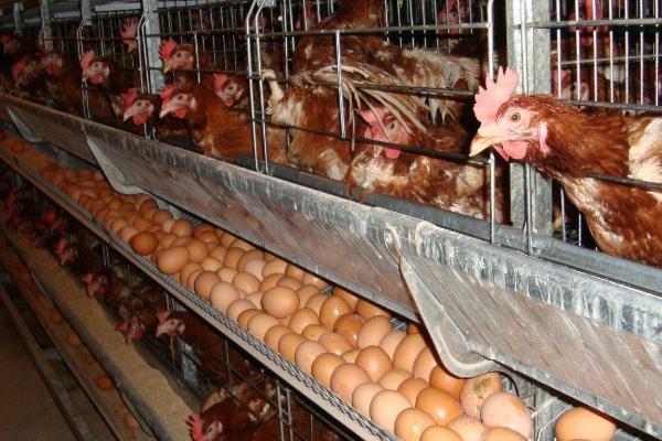 母鸡产蛋是否需要公鸡授精,无需公鸡授精也能独自产蛋