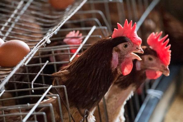 母鸡产蛋是否需要公鸡授精,无需公鸡授精也能独自产蛋