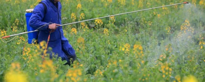 油菜双旺期怎么施肥