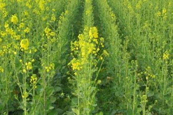 油菜双旺期怎么施肥,弱苗要注意重施氮肥