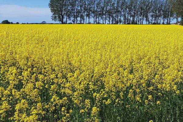 油菜双旺期怎么施肥,弱苗要注意重施氮肥