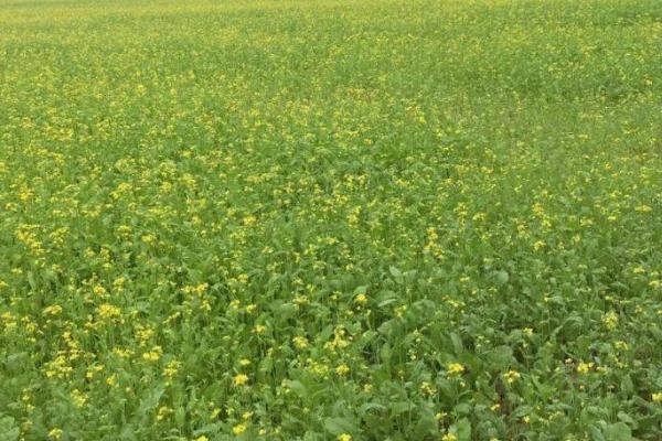 油菜双旺期怎么施肥,弱苗要注意重施氮肥