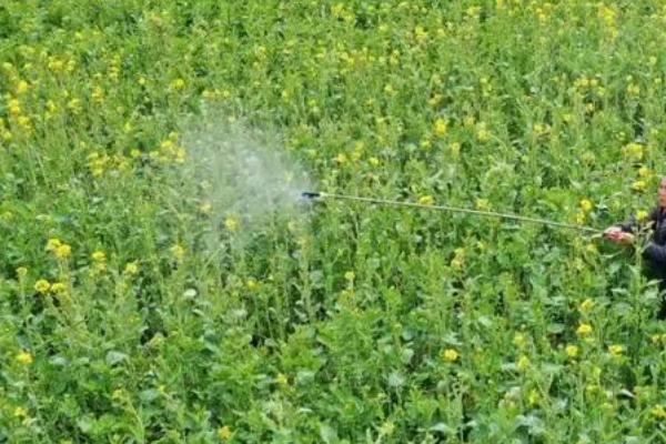 油菜双旺期怎么施肥,弱苗要注意重施氮肥