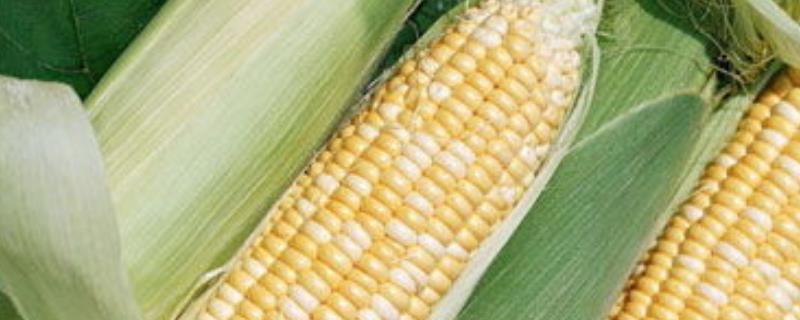 阳光99玉米种的特征特性