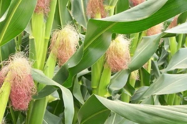 阳光99玉米种的特征特性，夏播生育期为96-101天