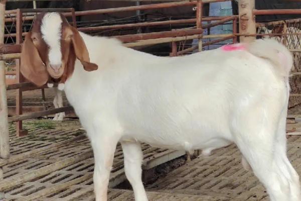 种公羊出生多久才能配种,一般需要12-18个月左右