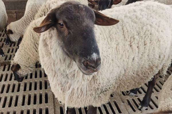 种公羊出生多久才能配种,一般需要12-18个月左右