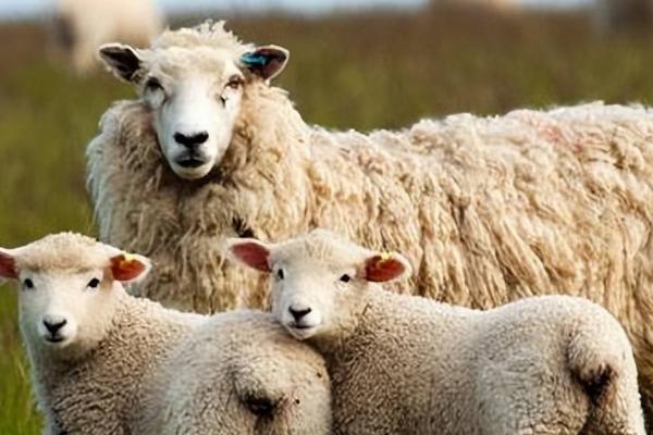 种公羊出生多久才能配种,一般需要12-18个月左右