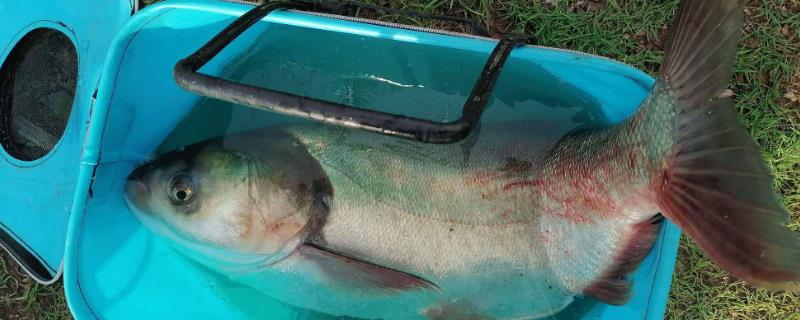 3月份能否垂钓鲢鳙