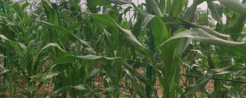 北方春玉米生长期怎么管理