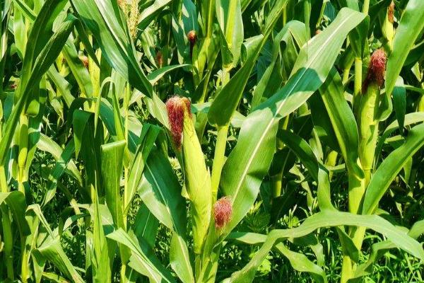 北方春玉米生长期怎么管理,需避免偏施氮肥、及时喷洒矮壮素控制株高