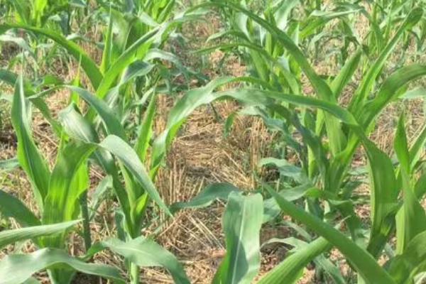 北方春玉米生长期怎么管理,需避免偏施氮肥、及时喷洒矮壮素控制株高