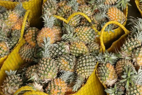 怎么避免菠萝腐烂,用新高脂膜浸泡果实可延长保鲜期