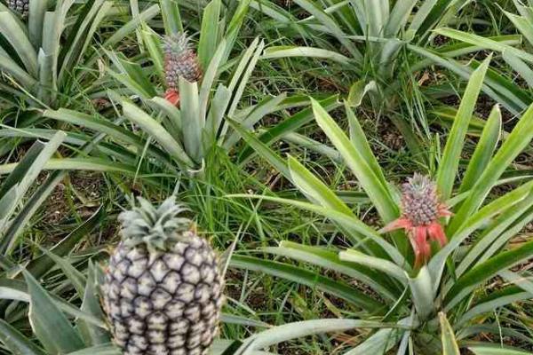 怎么避免菠萝腐烂,用新高脂膜浸泡果实可延长保鲜期